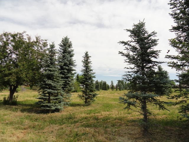 The back acreage was being used as a tree farm!  Trees are included!