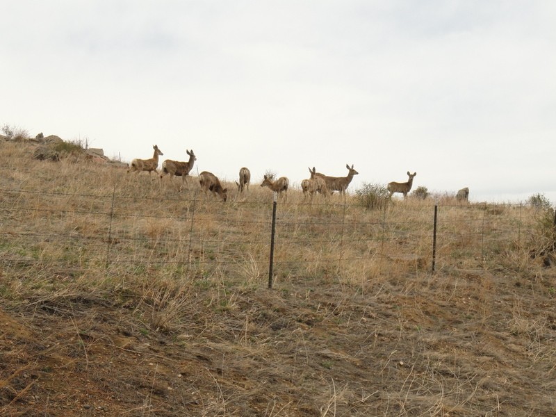 And how about those deer?