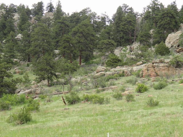 Lots of beautiful trees!