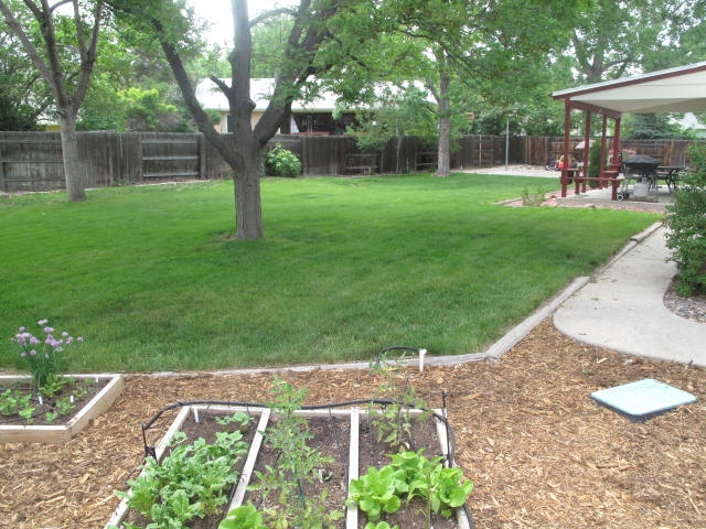 6-backyard