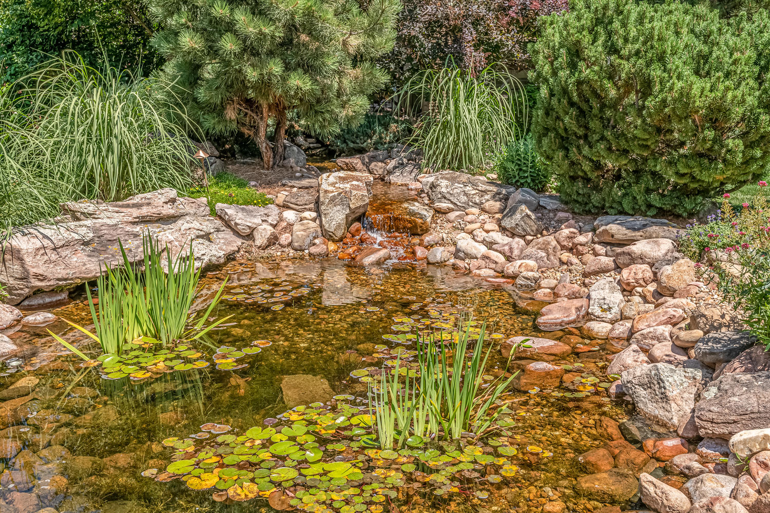 Your Minature Monet's Garden Pond