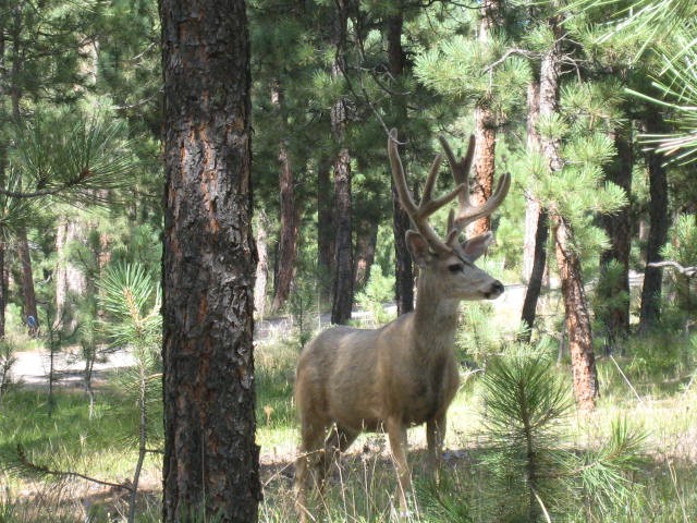 Area resident