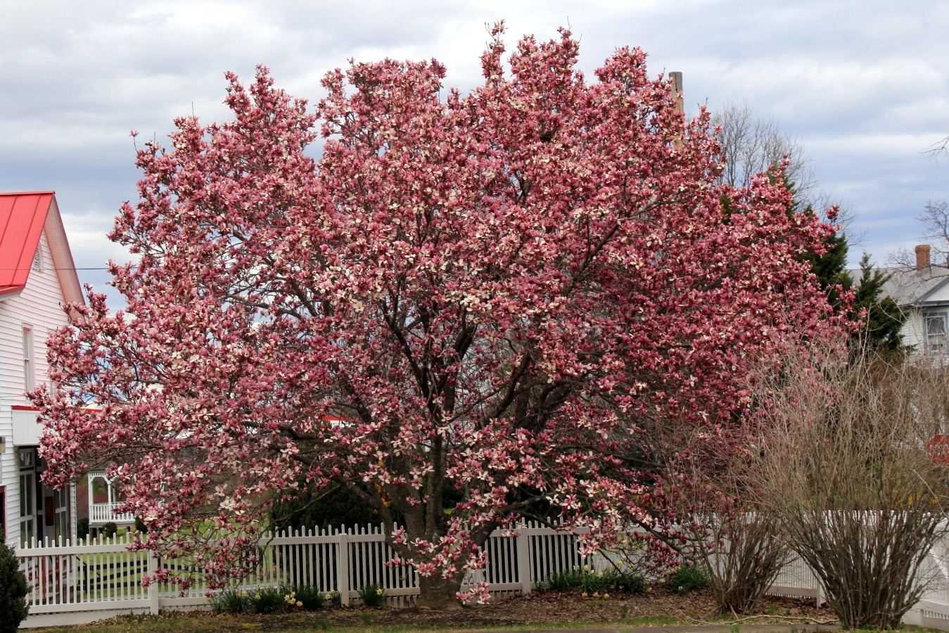 Gorgeous flowering Tulip Magnolia