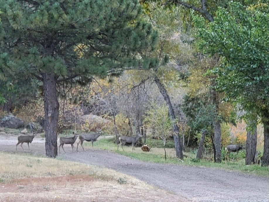 Elk passing in front of the house