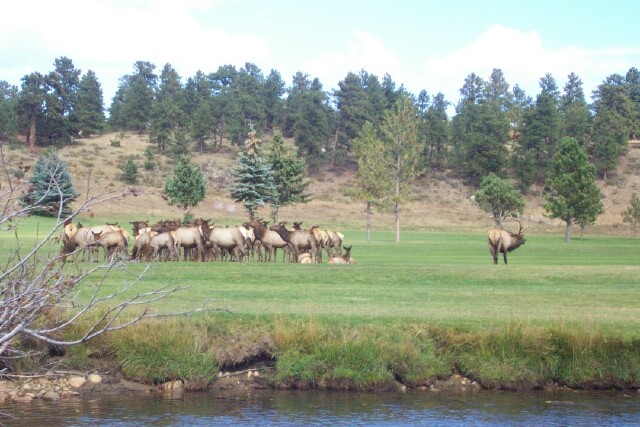 Elk in Estes Park