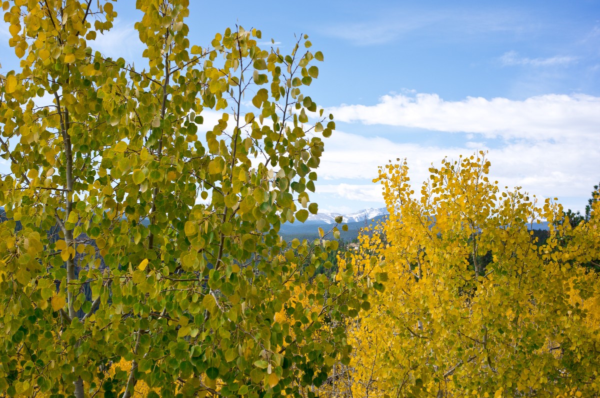 Fall View