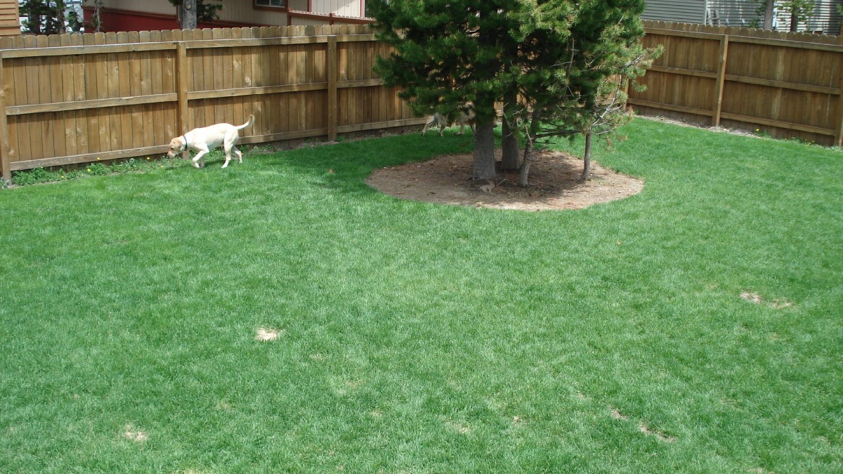 Fully Fenced Backyard