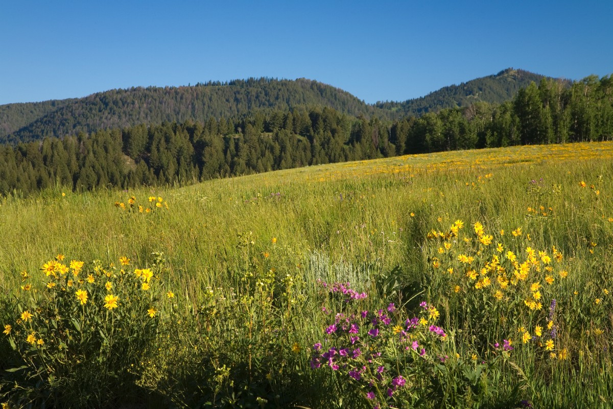 20 Acres