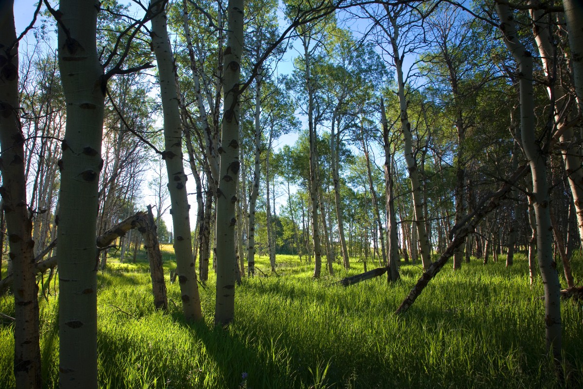 Aspen Trees Surround Building Area