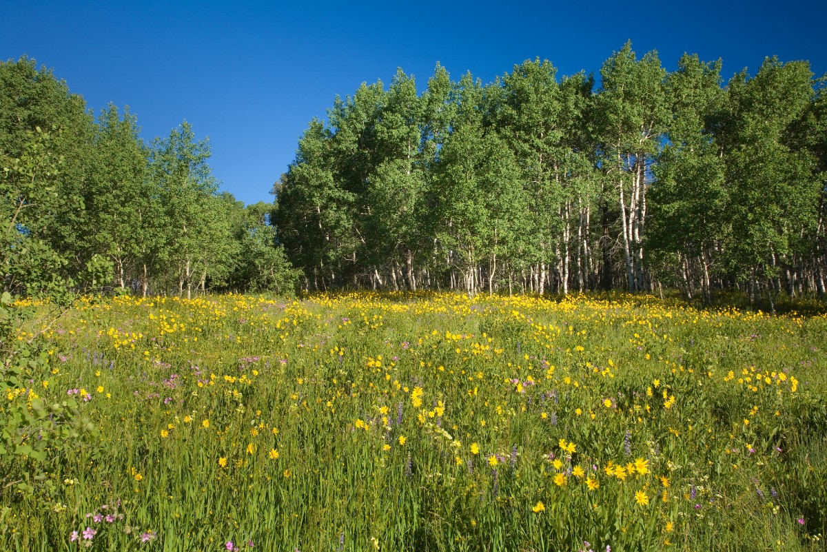  Close to Yellowstone National Park