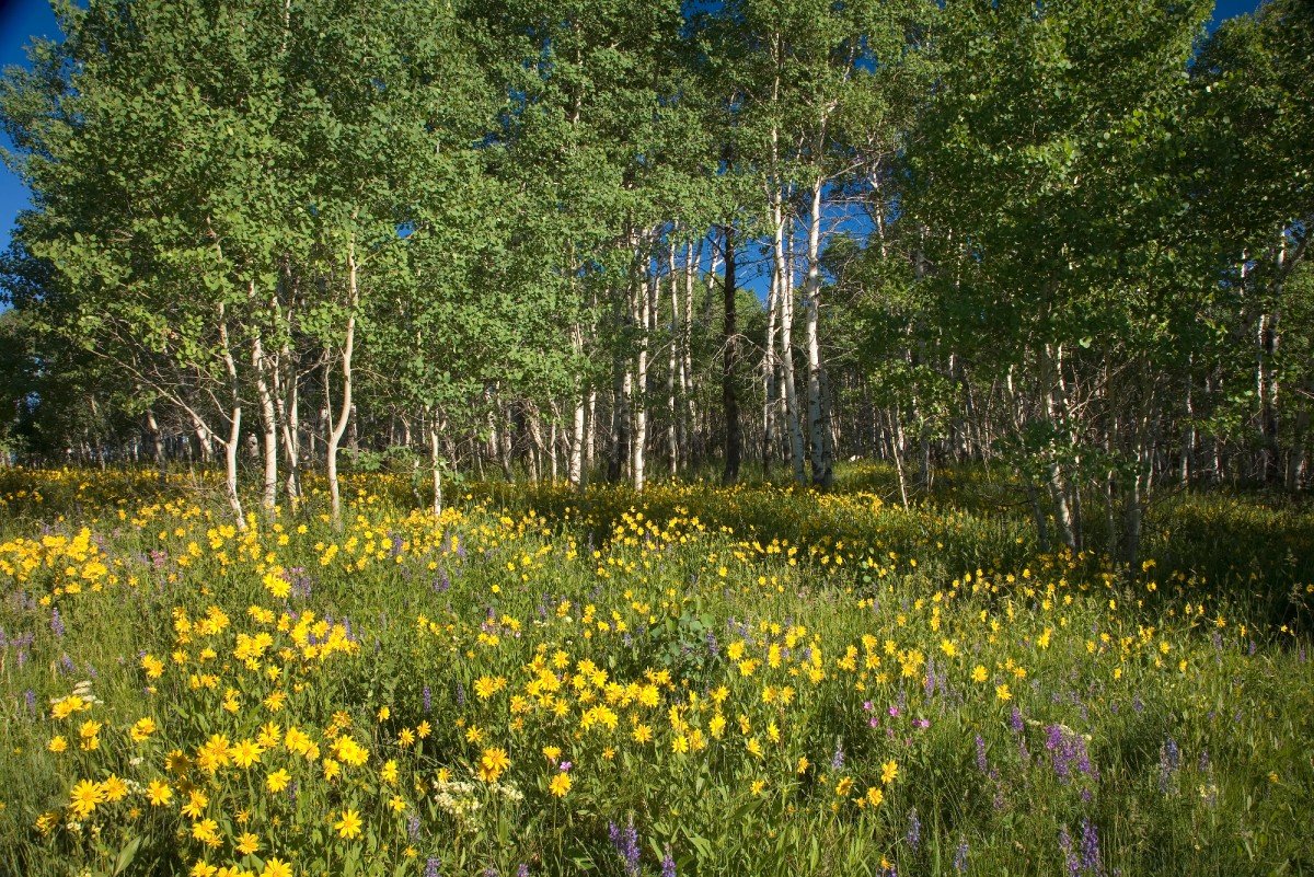 Nature Surrounds You