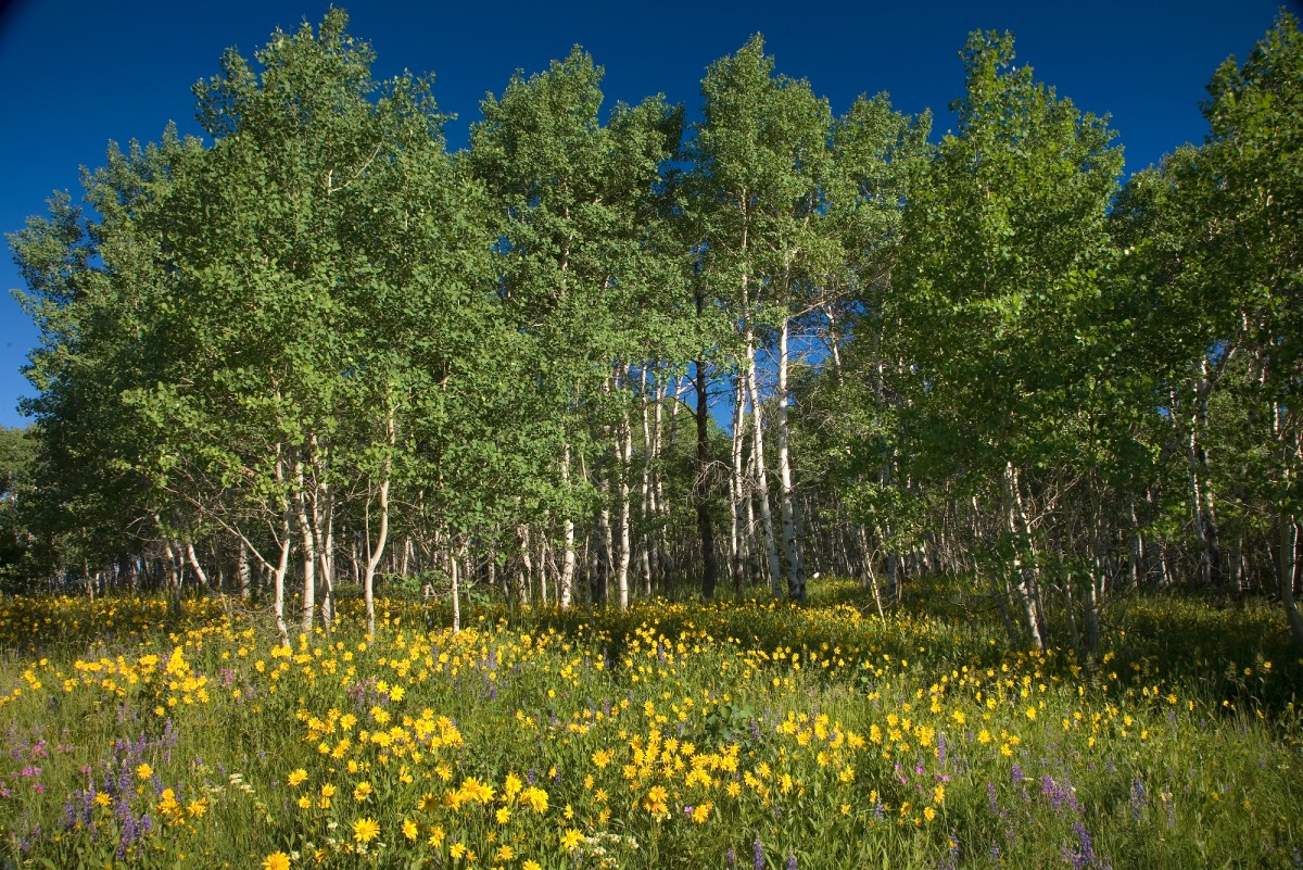 Take time to Pick Wildflowers