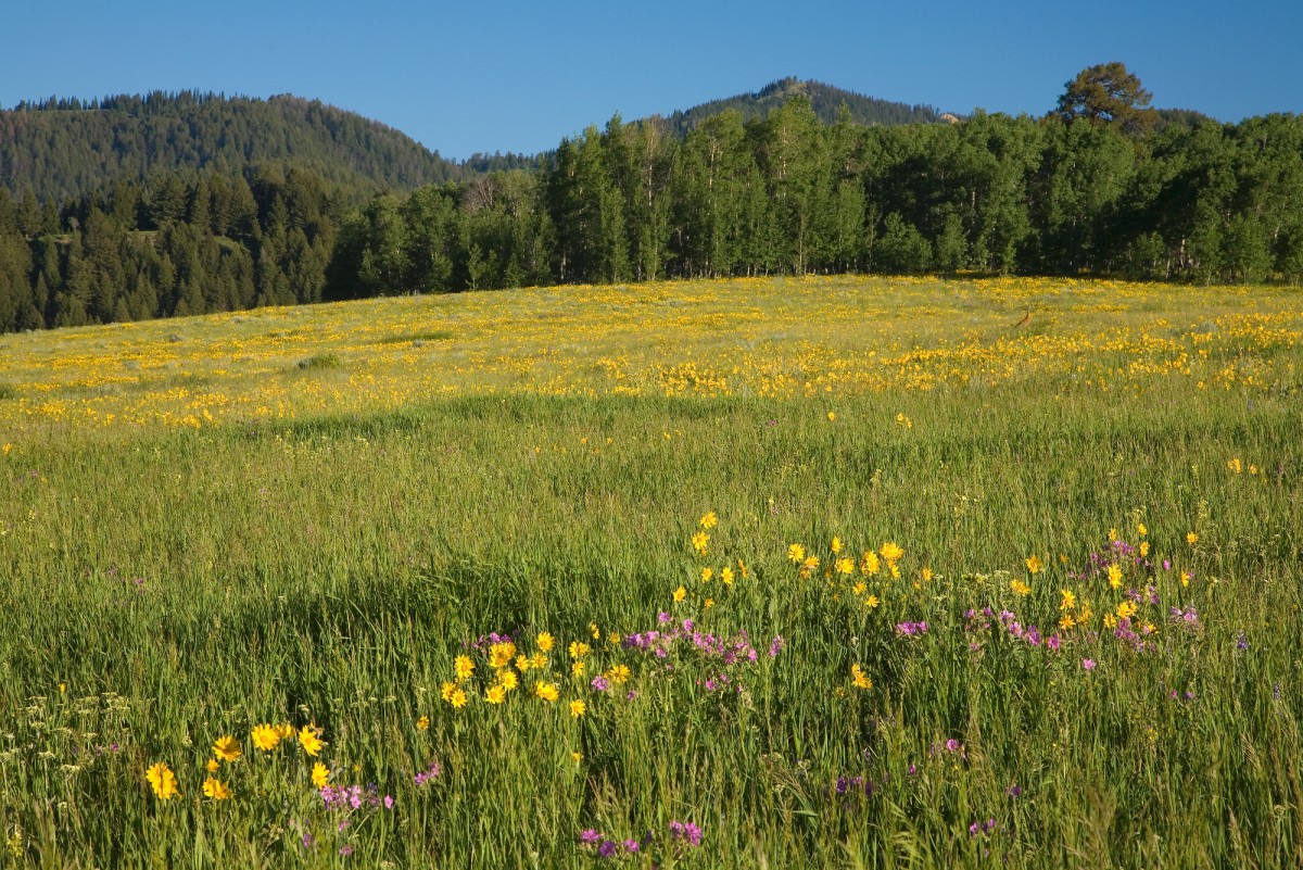 Wildflowers, Aspen Trees