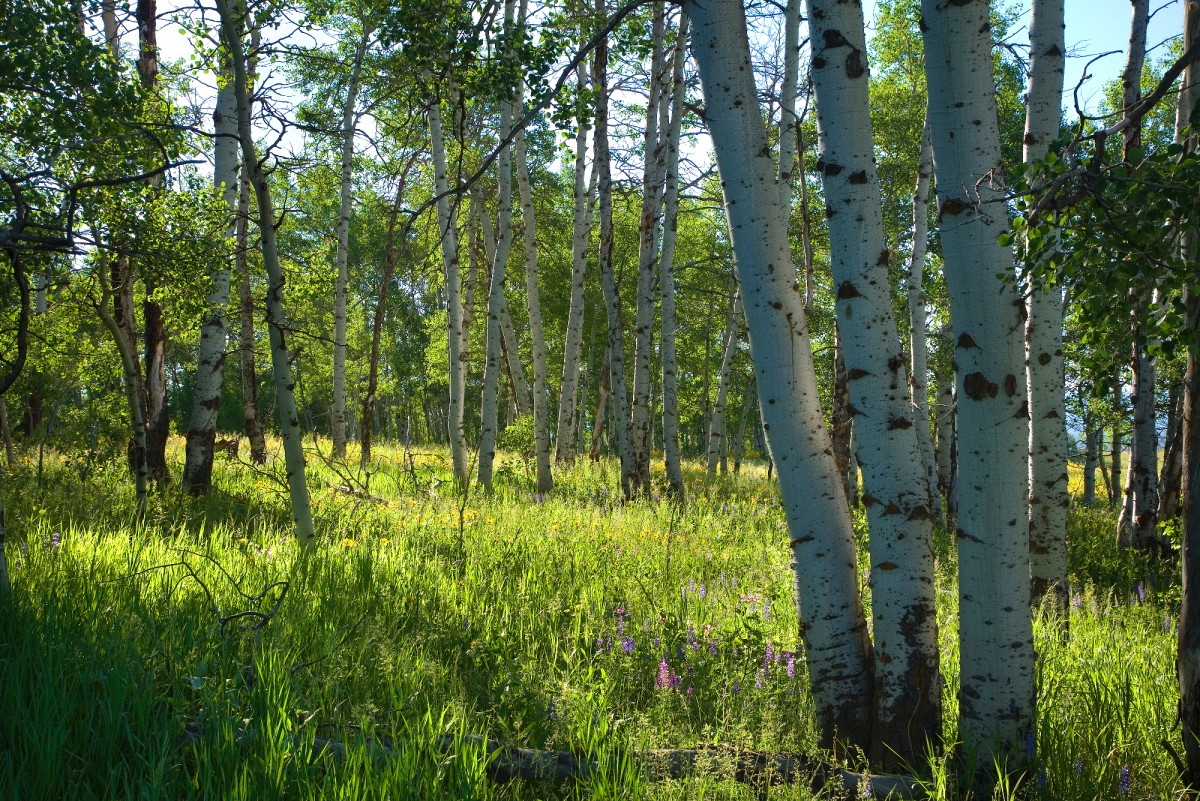 Backs to Forest Service