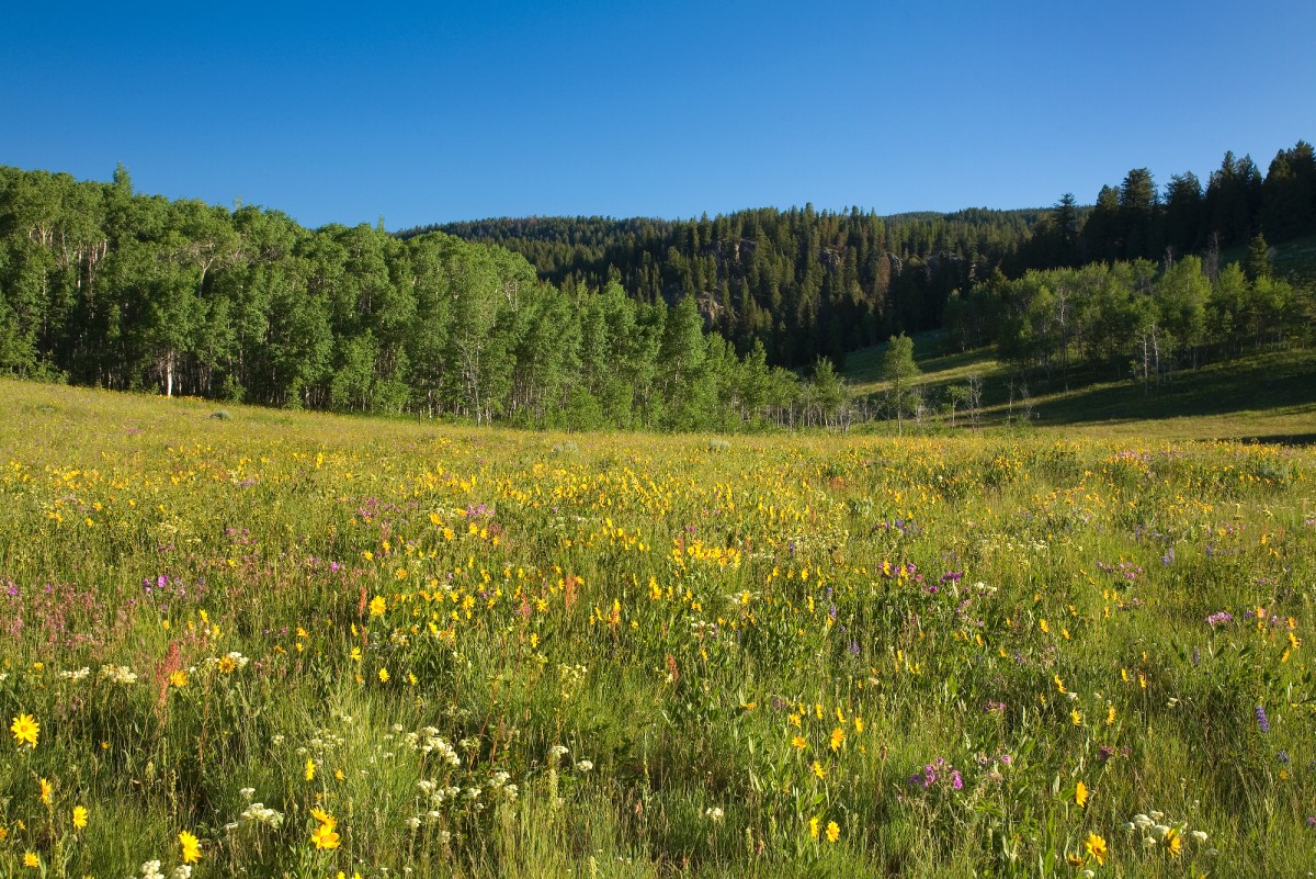 Gated Access