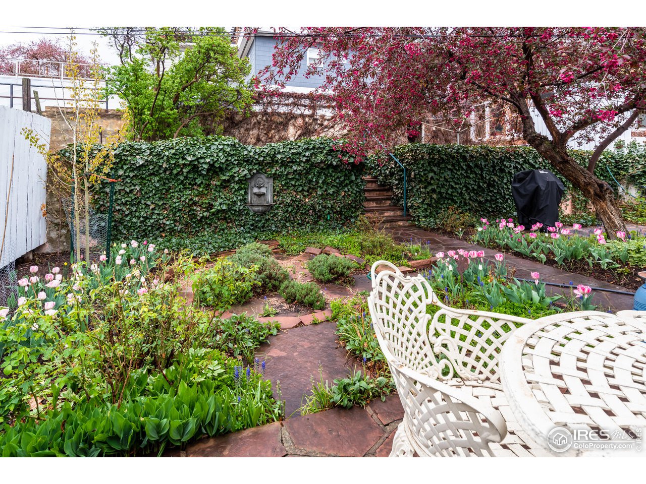 Backyard- Lovely gardens & ivy