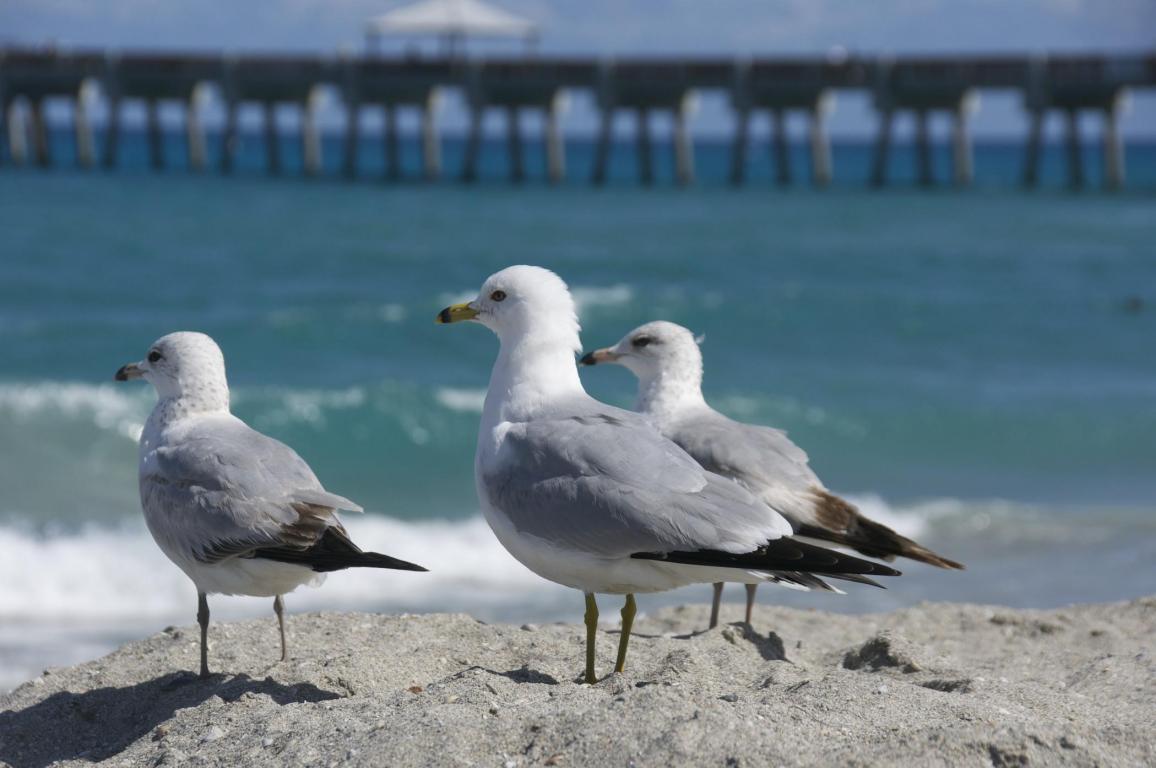 JUNO BEACH PIER