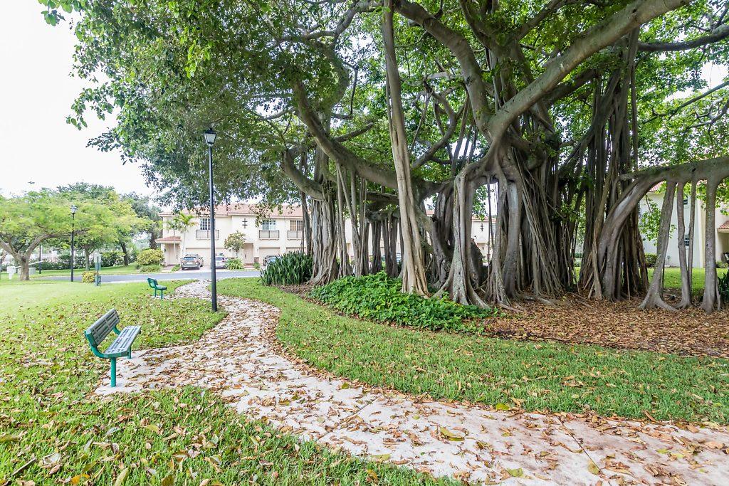 The Banyan Tree