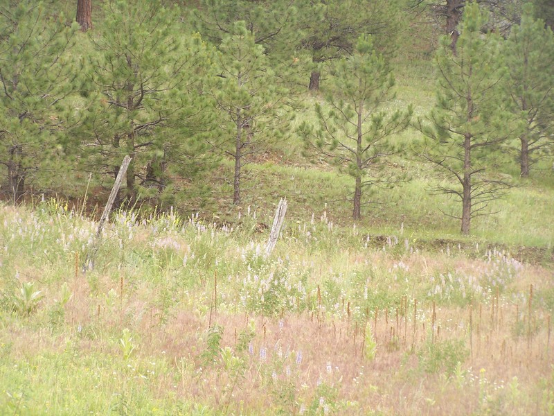 Healthy Forest