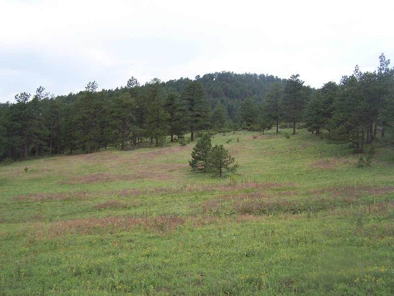 Picture your horses grazing...
